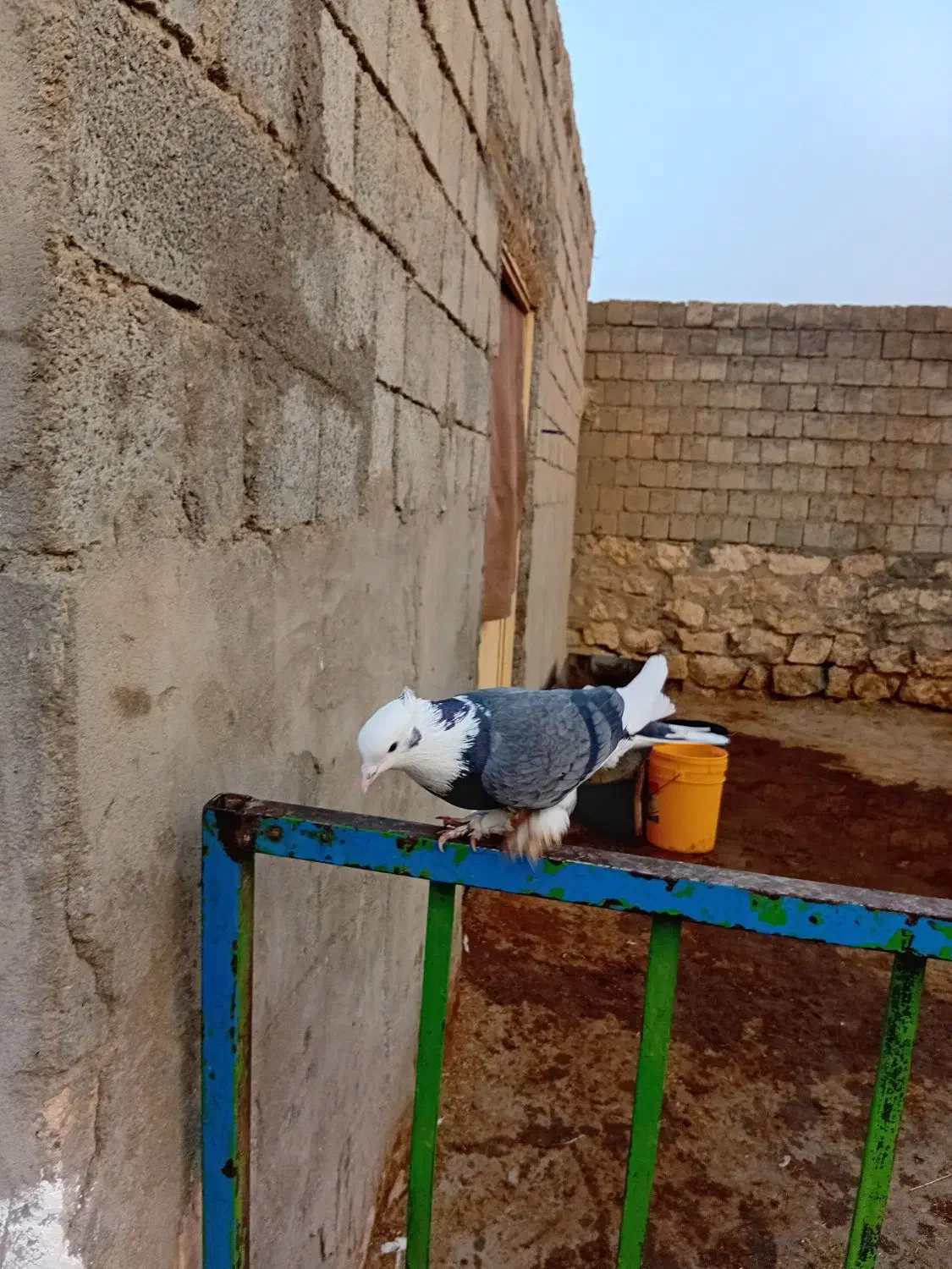 کبوتر شازده ابی|پرنده|نقده, |دیوار