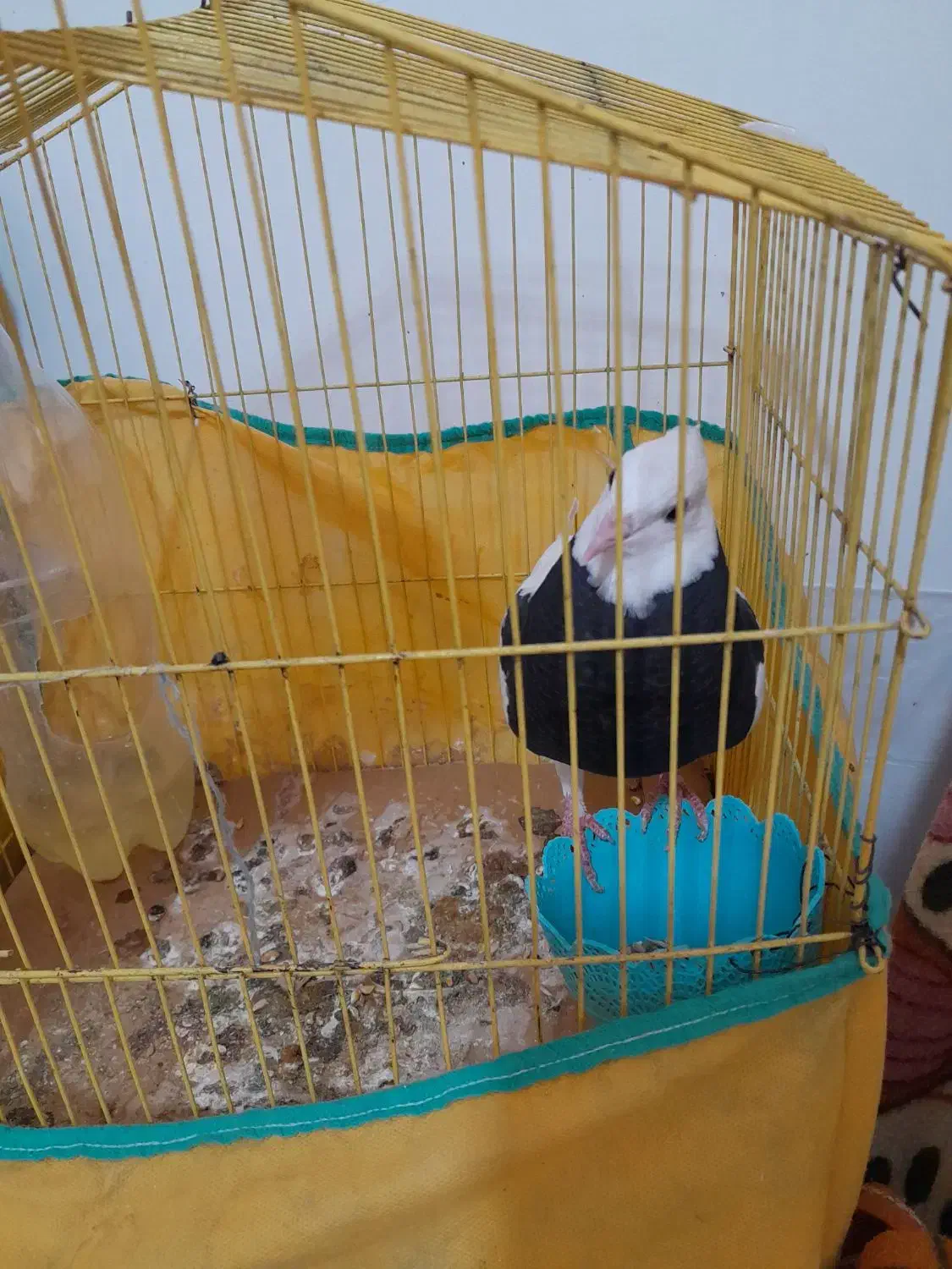 یک عدد کبوتر طوقی دستی معاوضه|پرنده|کرمان, |دیوار