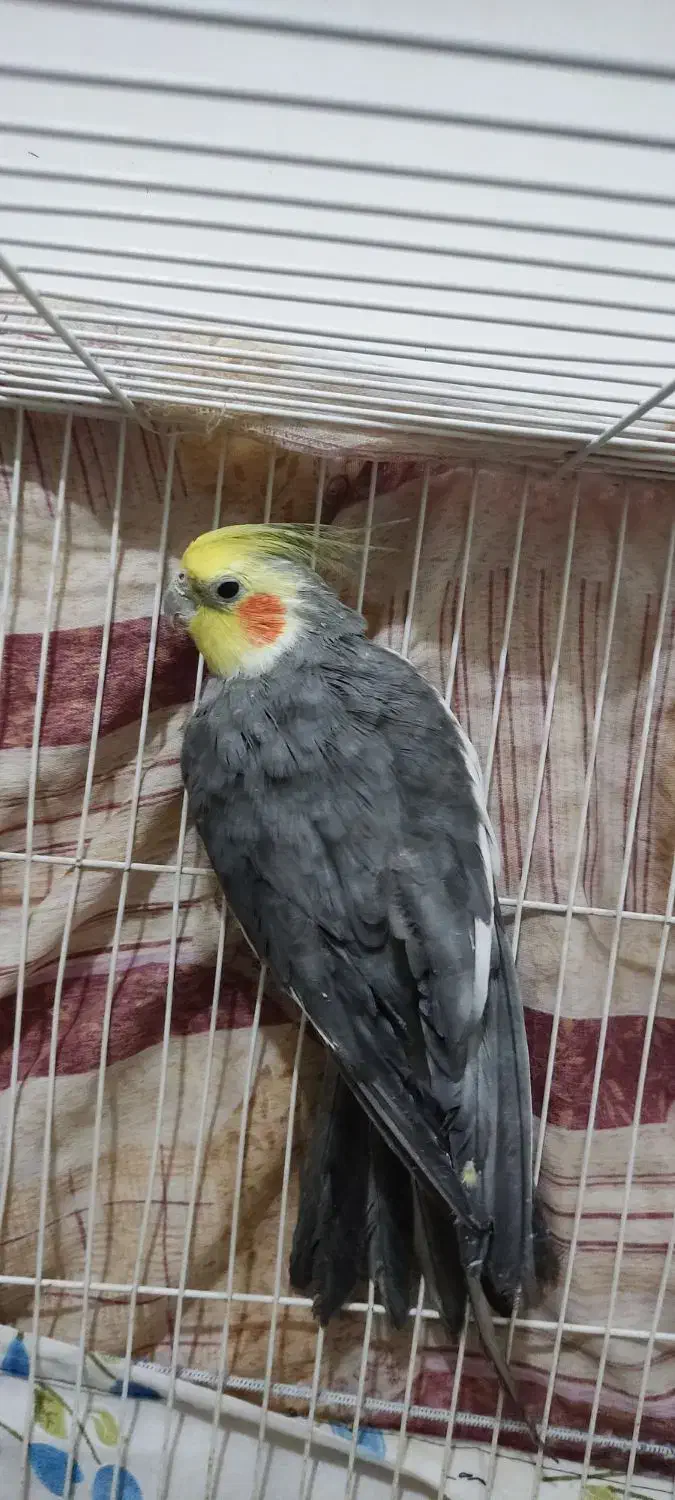 عروس هلندی|پرنده|بیرجند, |دیوار