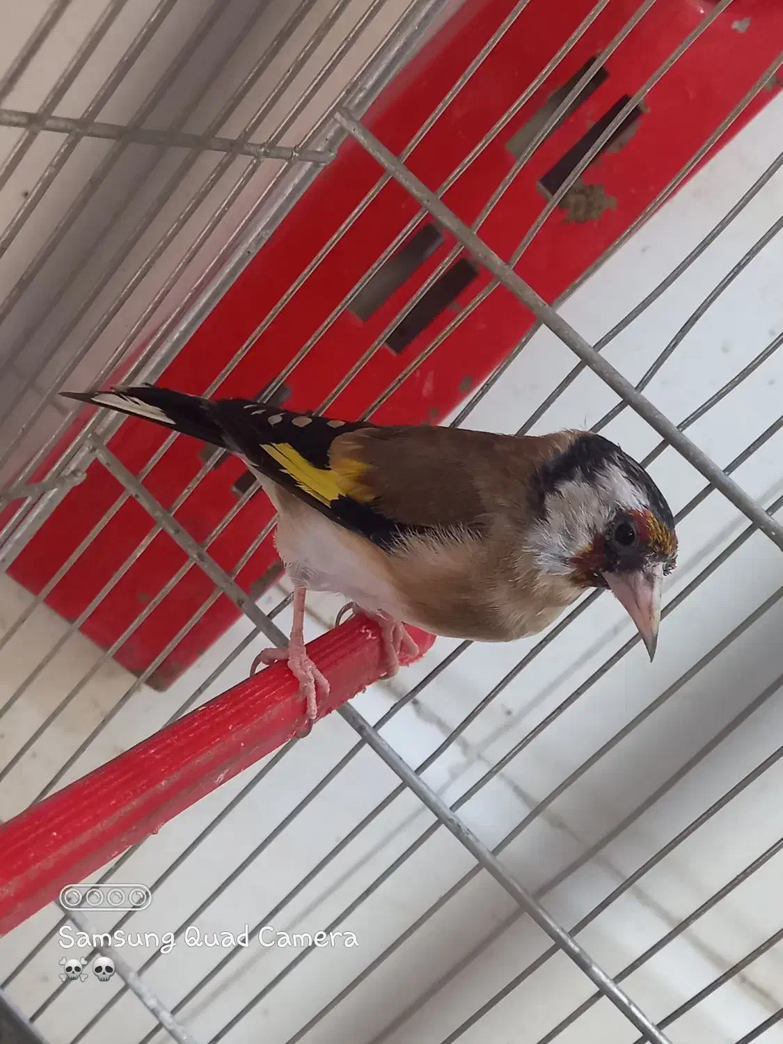 سهر سیره|پرنده|بروجرد, |دیوار