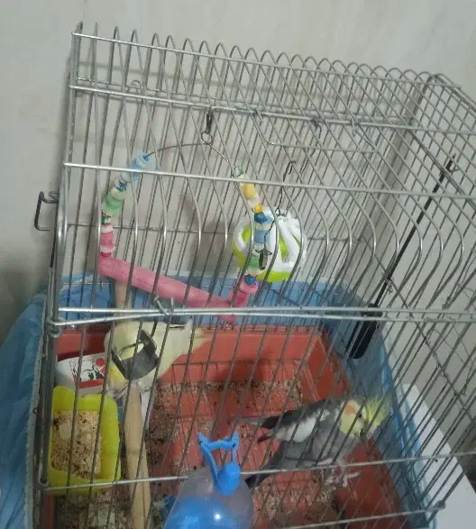 عروس هلندی|پرنده|شازند, |دیوار