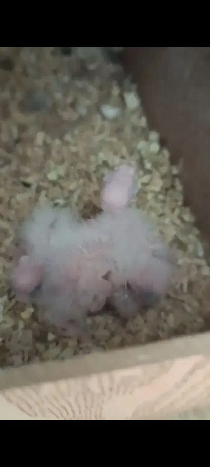 عروس هلندی آلبینو|پرنده|اقبالیه, |دیوار