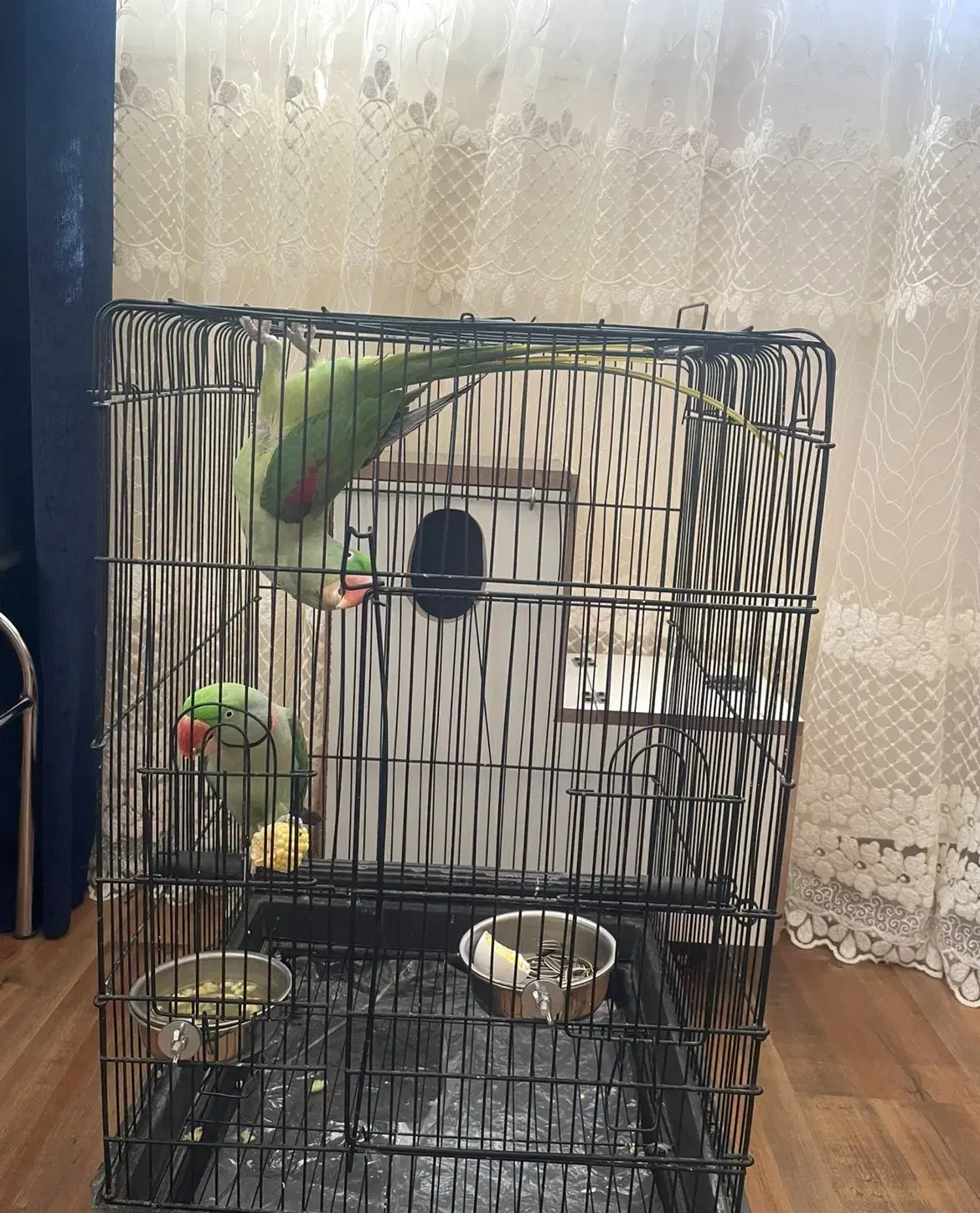 شاه طوطی|پرنده|تبریز, |دیوار