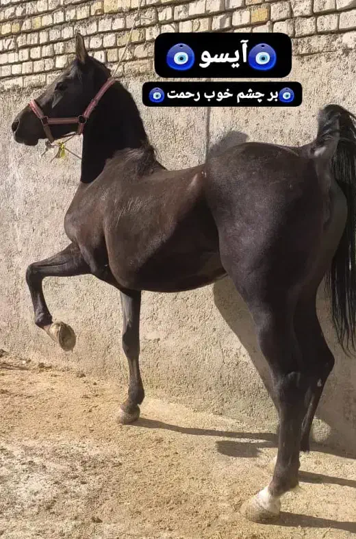 اسب کره مادیان پنج ماهه مشکی آینده دار زیبا|اسب و تجهیزات اسب‌سواری|تهران, فلسطین (میدان انقلاب)|دیوار
