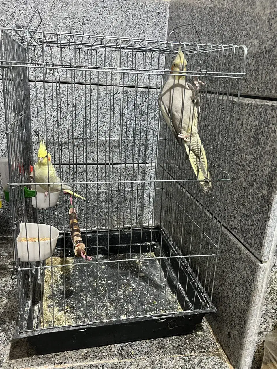 عروس هلندی|پرنده|کردکوی, |دیوار