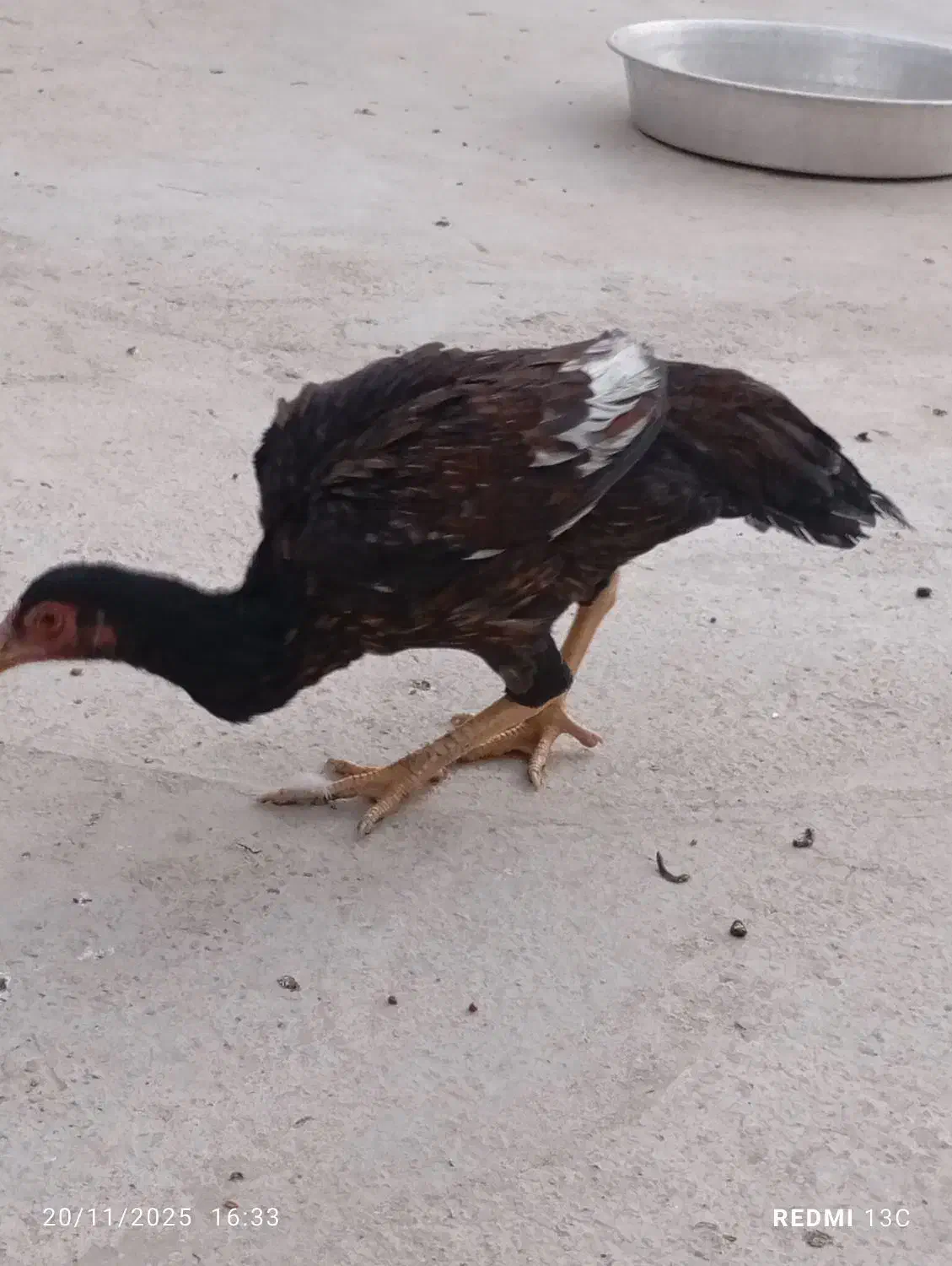 مرغ خروس جوانه|پرنده|جالق, |دیوار