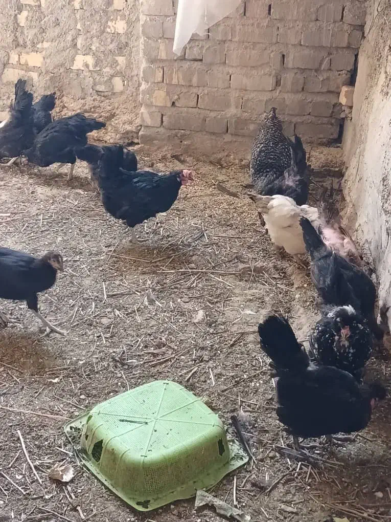 فروش مرغ و خروس محلی از چند نژاد سلطان و...|حیوانات مزرعه|شیراز, ماه فیروزان|دیوار