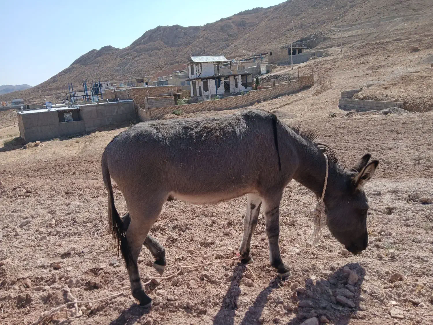 خر فروشی|حیوانات مزرعه|نیمبلوک, |دیوار