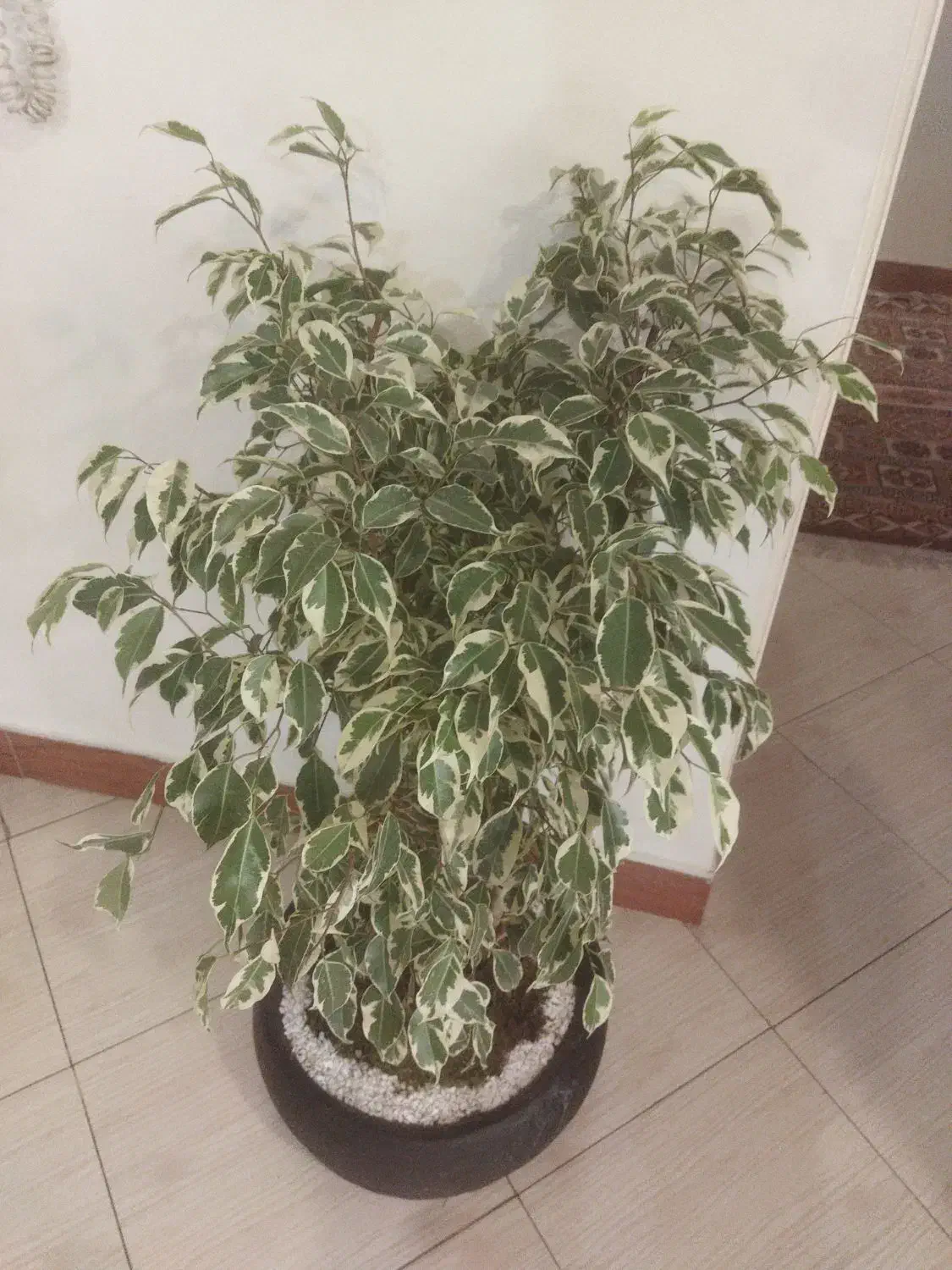 بنجامین بونسای سه تایی|گل و گیاه طبیعی|فردیس, خیام شرقی|دیوار