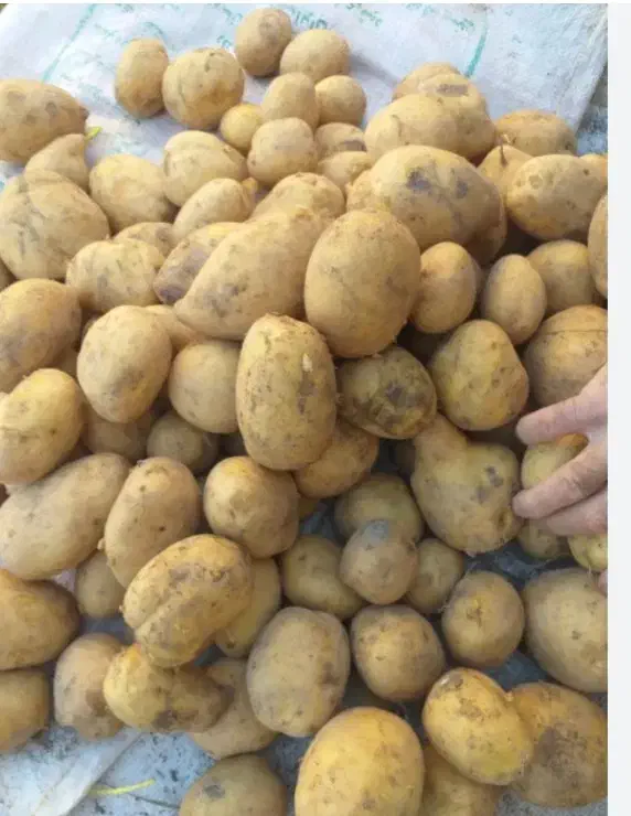 سیب زمینی|عمده‌فروشی|سنندج, |دیوار