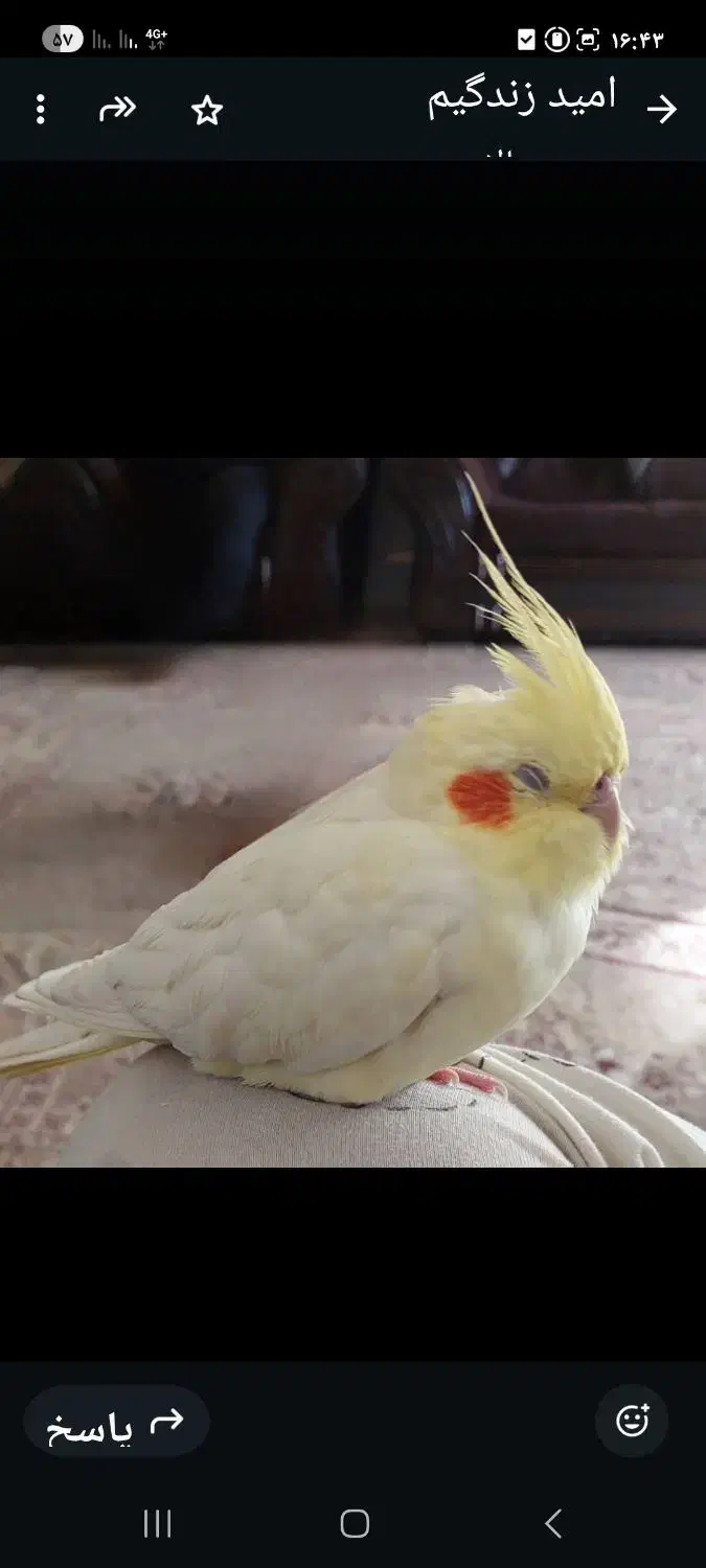 گمشده|حیوانات|شهرضا, |دیوار