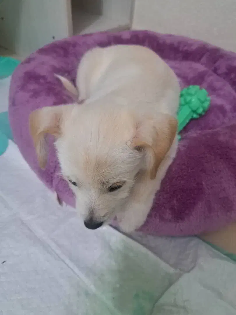 اشپیتز المان|سگ|تهران, جوادیه تهرانپارس|دیوار