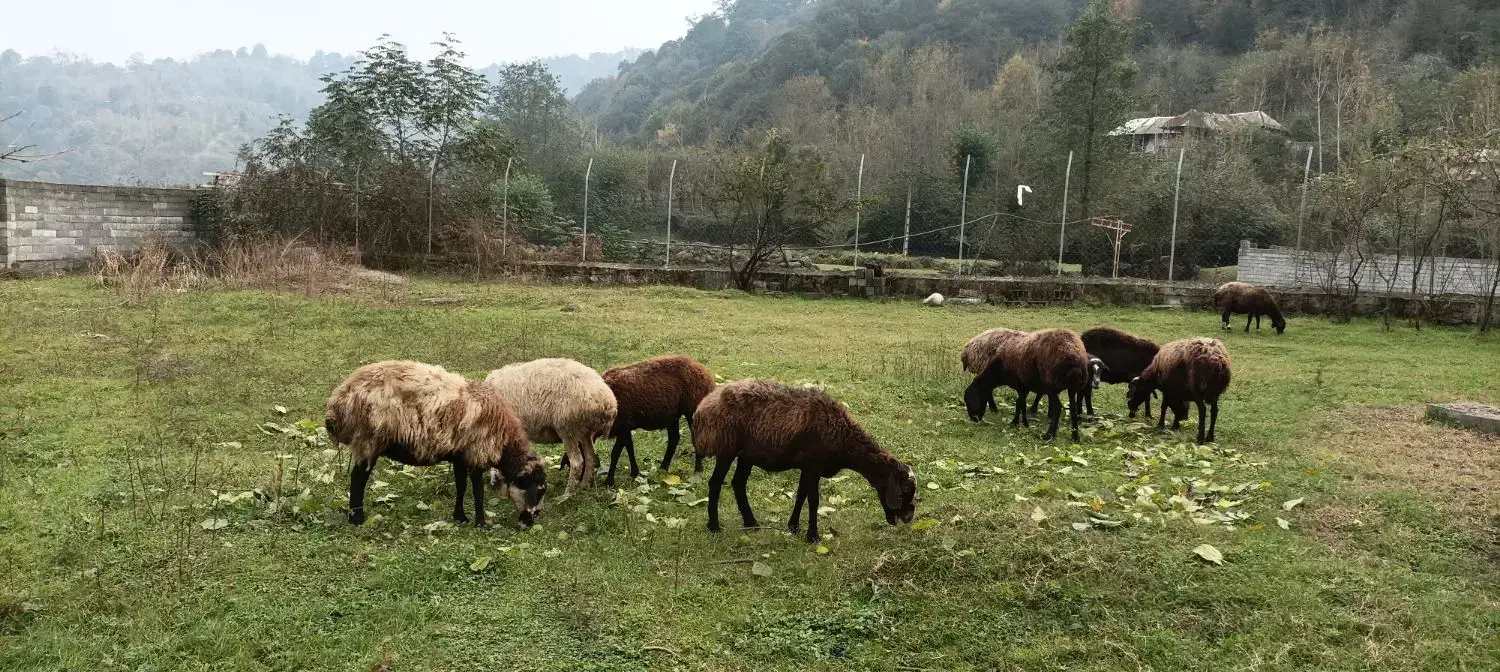 میش جنس دار آبستن|حیوانات مزرعه|آلاشت, |دیوار