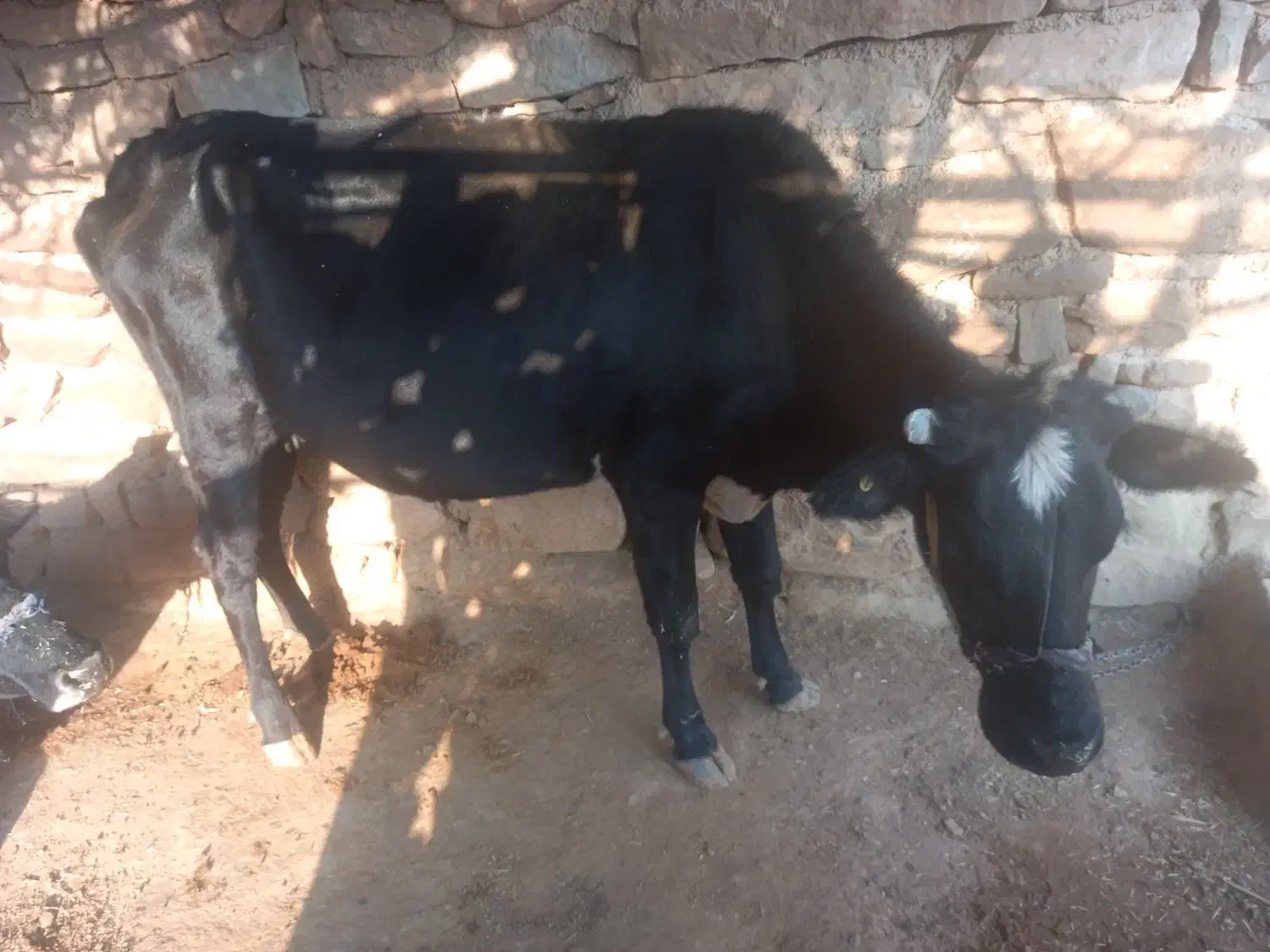 گاو دورگ ۵ ماه ابسته|حیوانات مزرعه|اندیکا, |دیوار