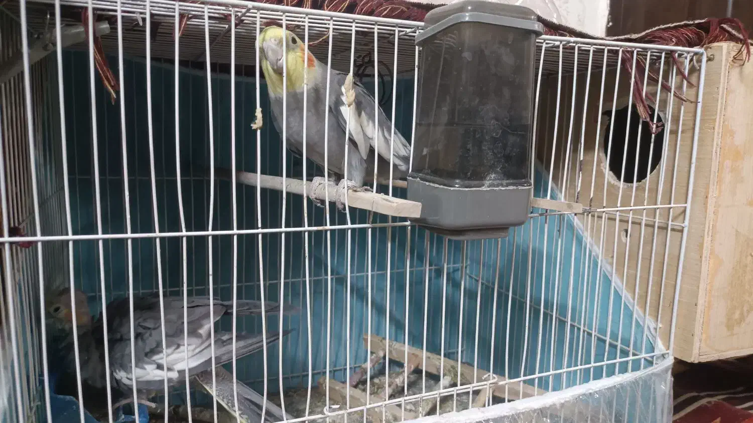 عروس هلندی نر سرمست با قفس و لونه و....|پرنده|مشهد, استاد یوسفی (شهرک غرب)|دیوار