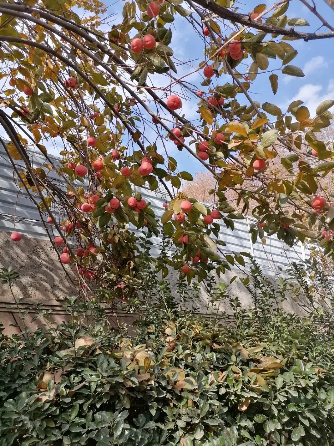 فروش مسکونی 160متر محدوده کرج|فروش خانه و ویلا|محمدشهر, عباس آباد|دیوار