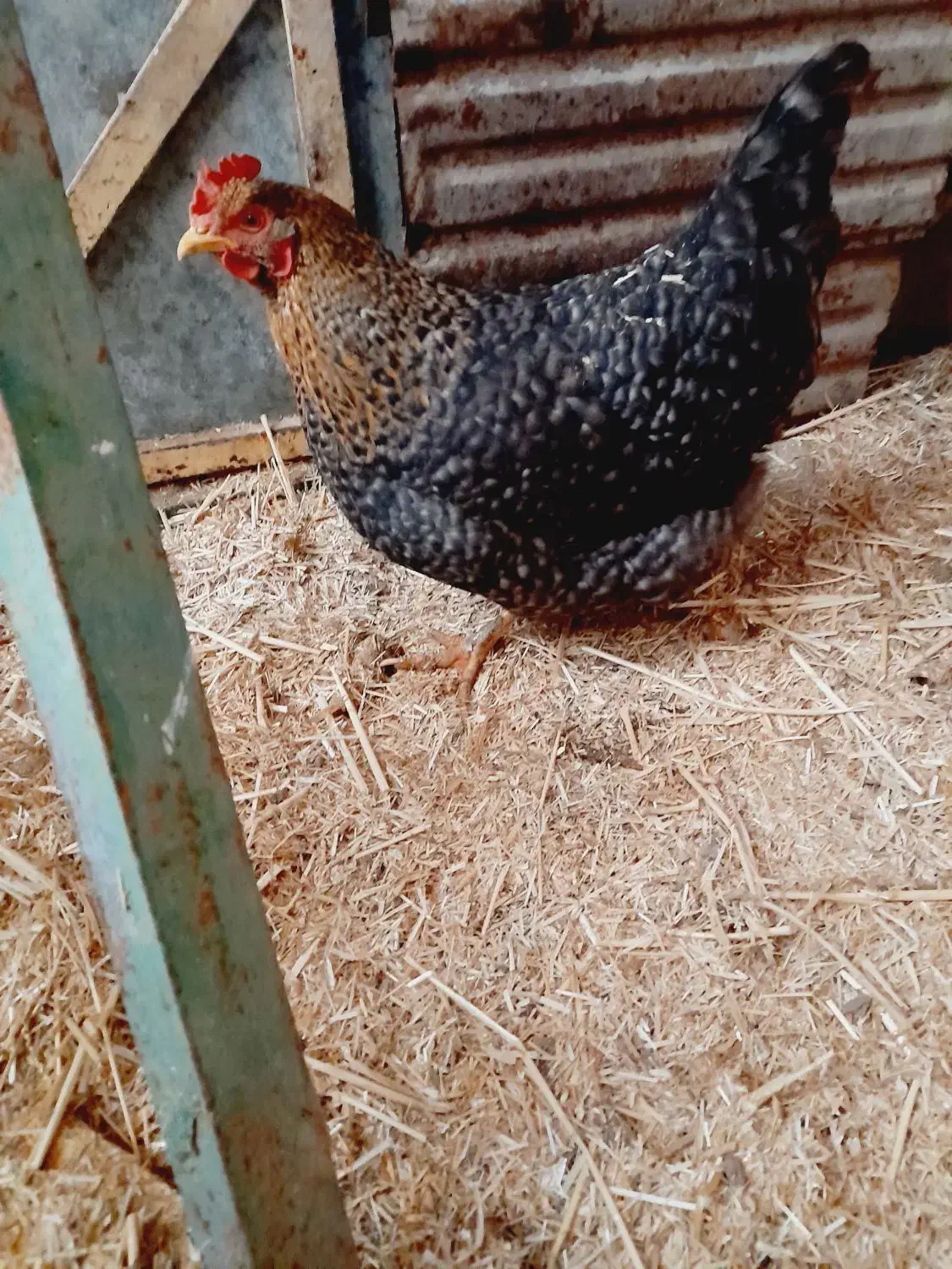 مرغ محلی تخمی|حیوانات مزرعه|فریمان, |دیوار