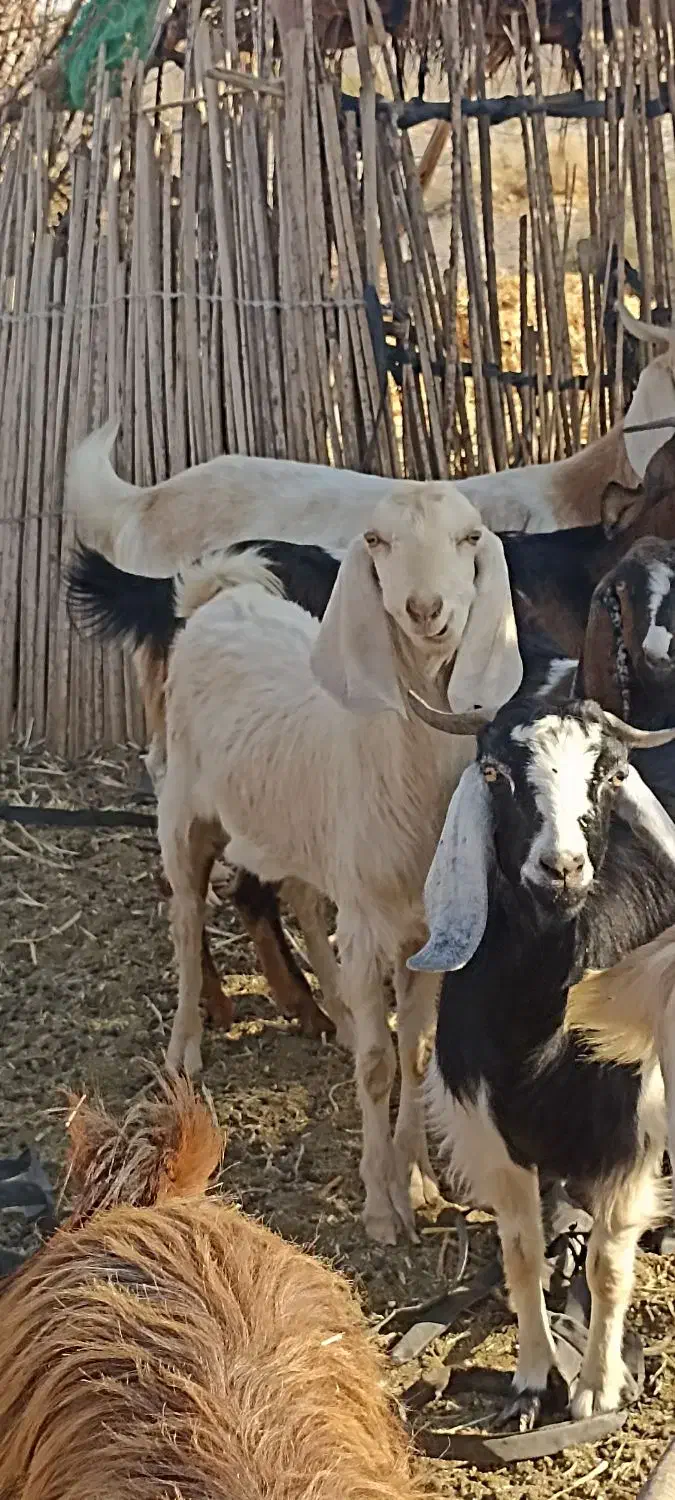 فروش تروشت سرحال و چابک یک ساله|حیوانات مزرعه|جازموریان, |دیوار