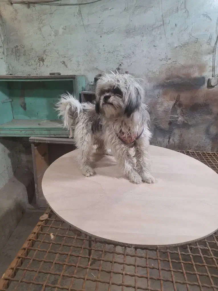 دوعددسگ شیتزوماده|سگ|شیراز, سلطان آباد|دیوار