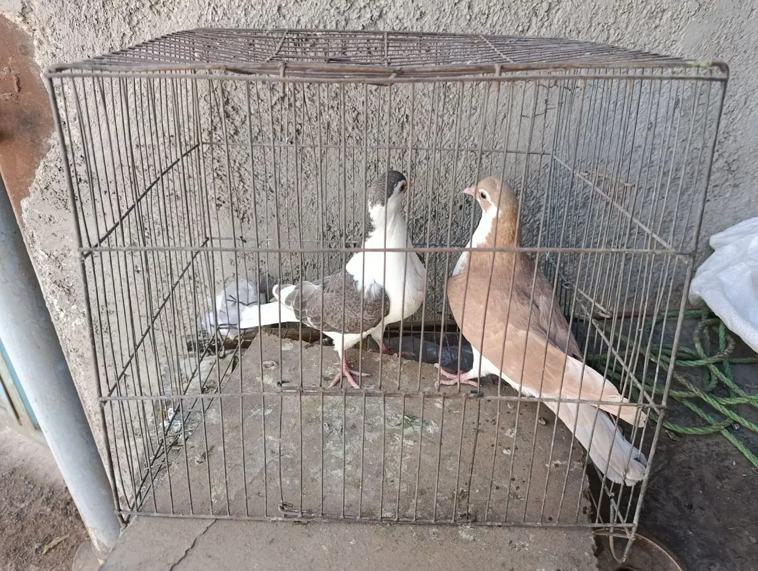 کبوتر چادری|پرنده|پاکدشت, شهرک انقلاب|دیوار