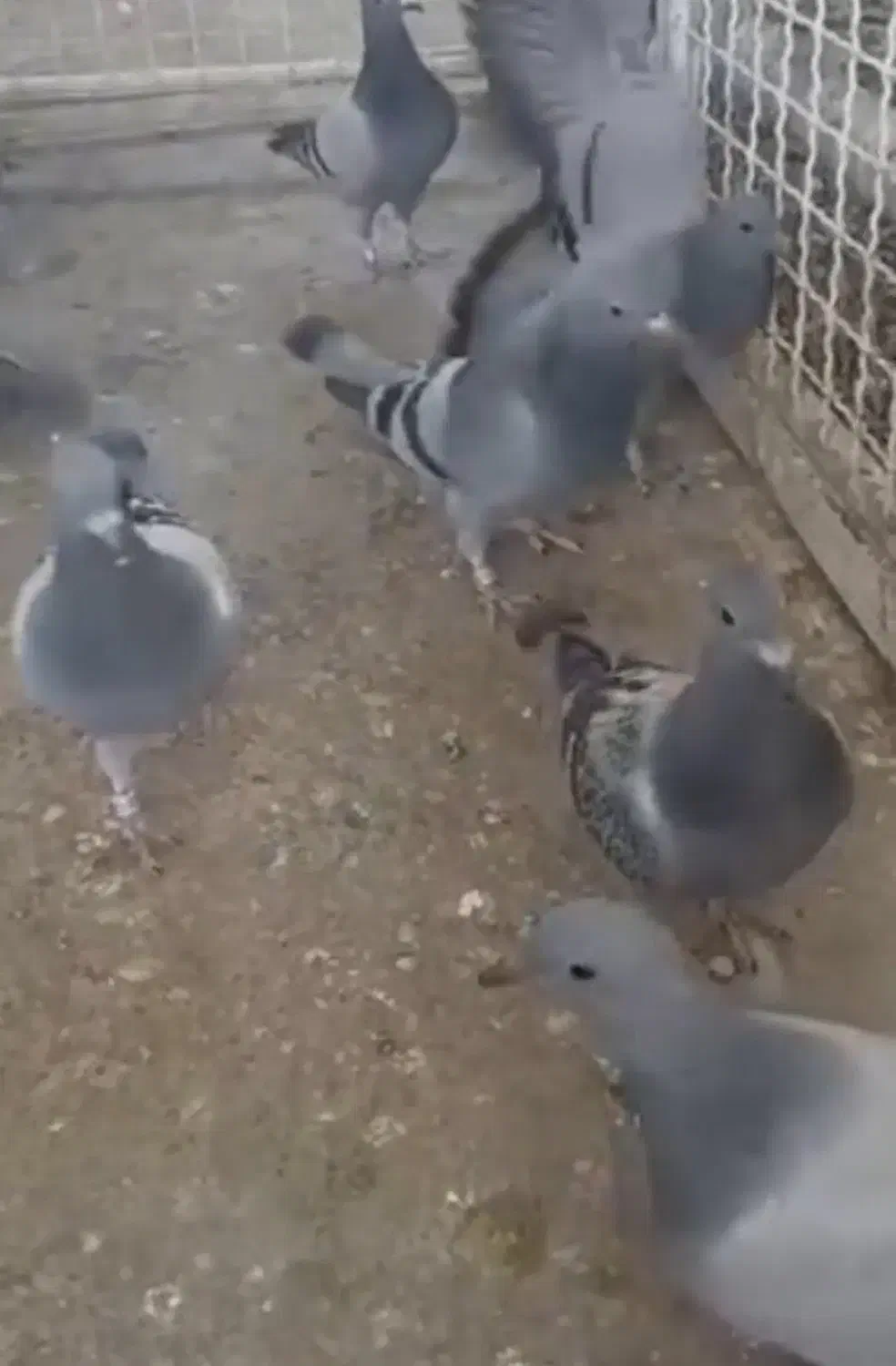 جوجه بلاکی|پرنده|اهواز, امانیه|دیوار