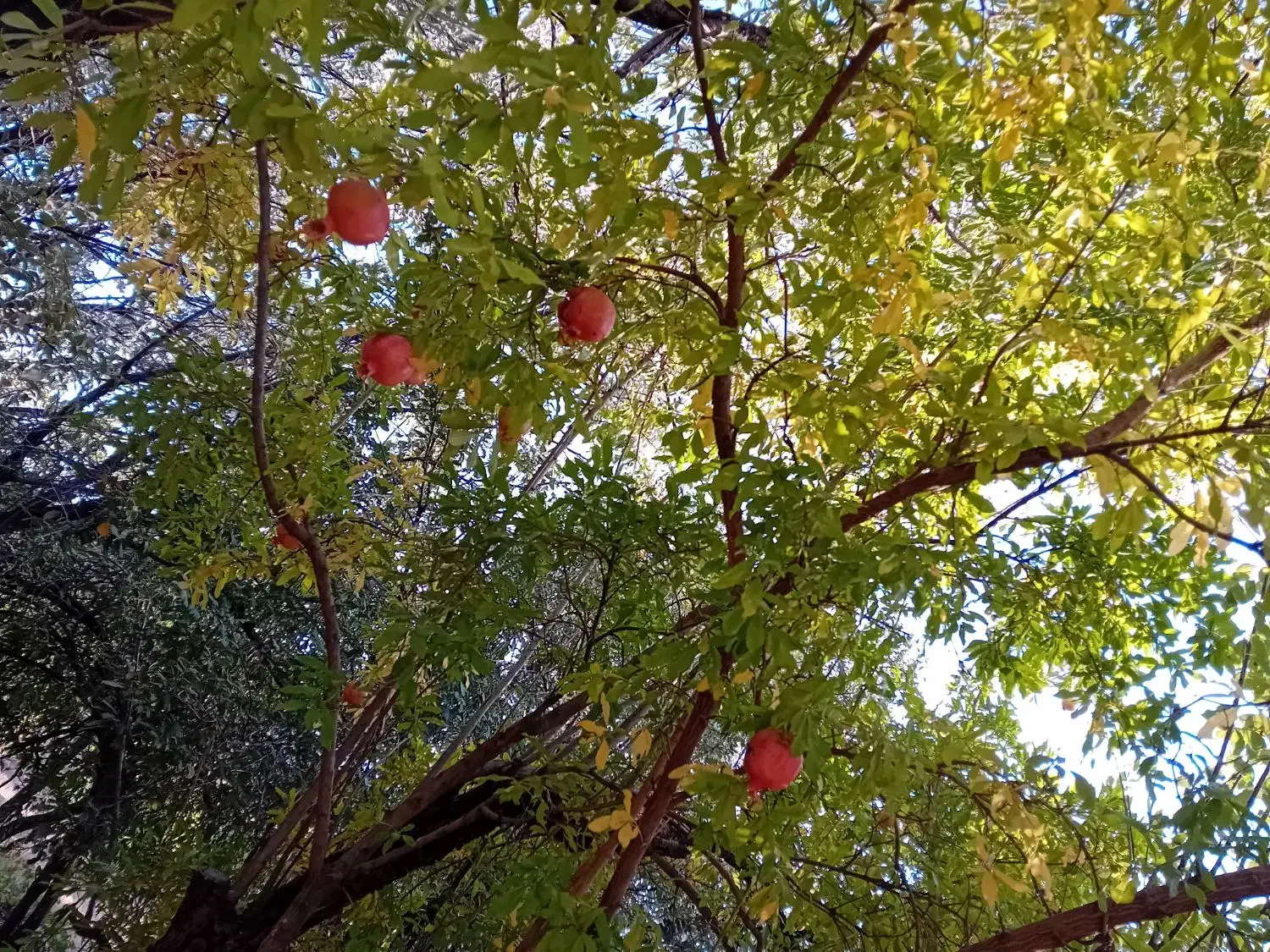 فروش باغ ۹۰۰متر روستای شکرآباد اردل|فروش زمین و ملک کلنگی|اردل, |دیوار