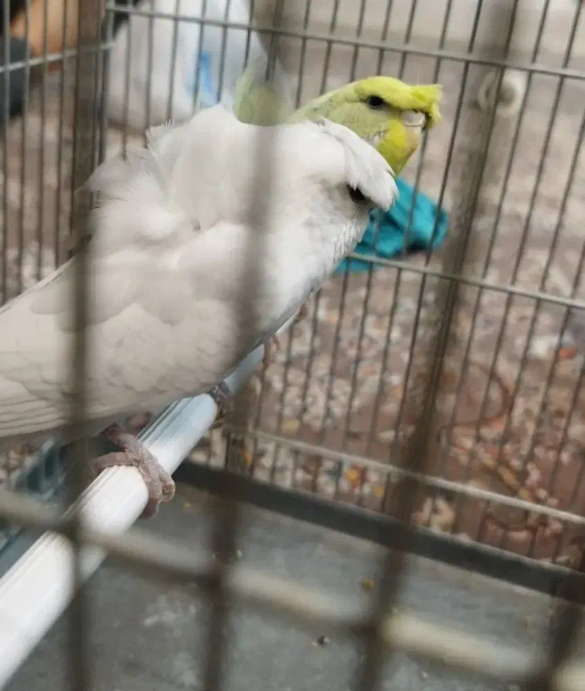 مرغ عشق پروانه ای رنگ خاص|پرنده|بروجرد, |دیوار