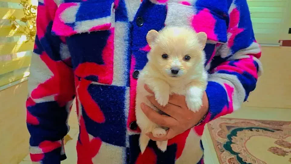 سگ پامرانین|سگ|کرج, گلشهر|دیوار