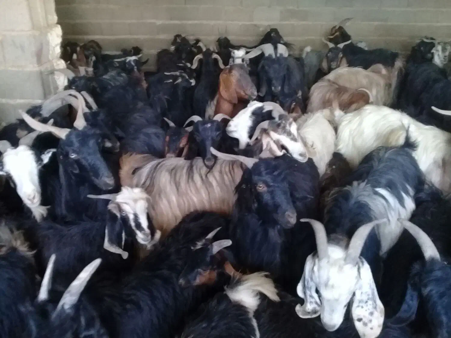 فروشی بز ابستن|حیوانات مزرعه|زرقان, |دیوار