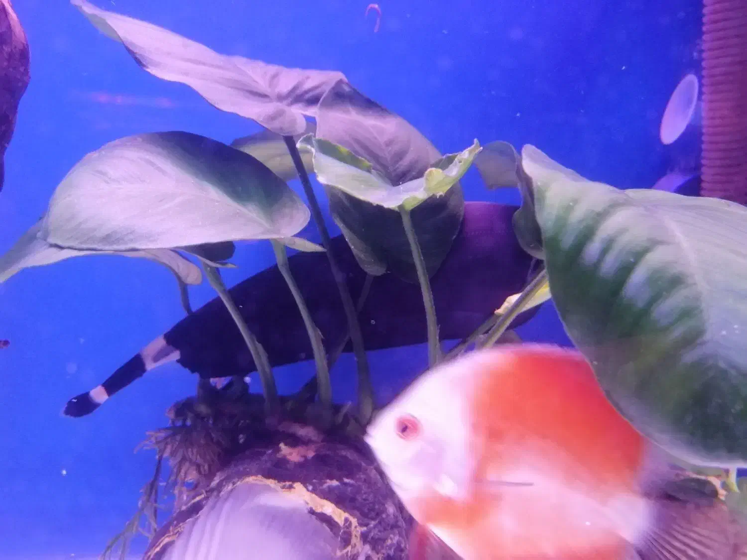 ماهی بلک گوست|ماهی|تهران, اقدسیه|دیوار