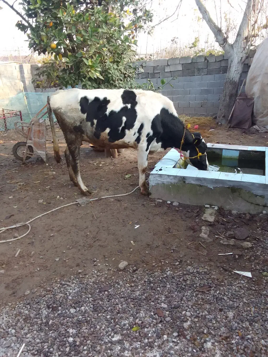 گاو هلشتاین ماده|حیوانات مزرعه|لولمان, |دیوار