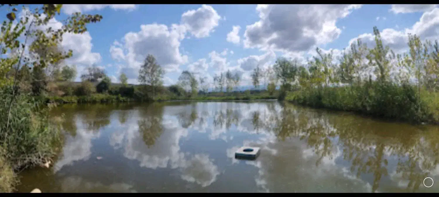 ماهی خاویاری|ماهی|لولمان, |دیوار