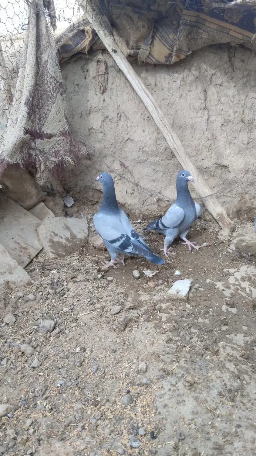 جفت جوجه سبز|پرنده|هامون, |دیوار