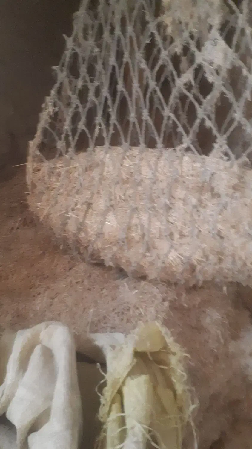 کاه|لوازم جانبی حیوانات|کبودرآهنگ, |دیوار