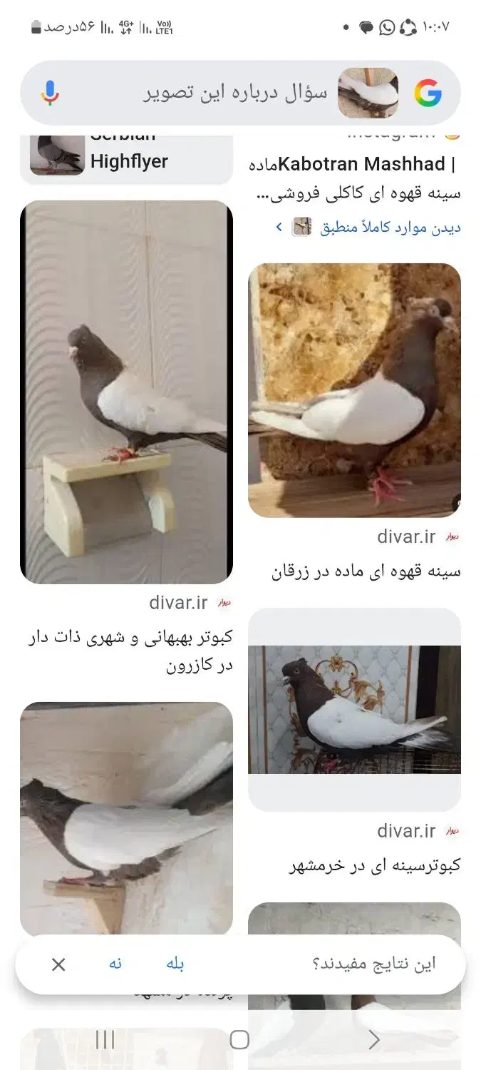 کبوتر|پرنده|مرودشت, ژیان|دیوار