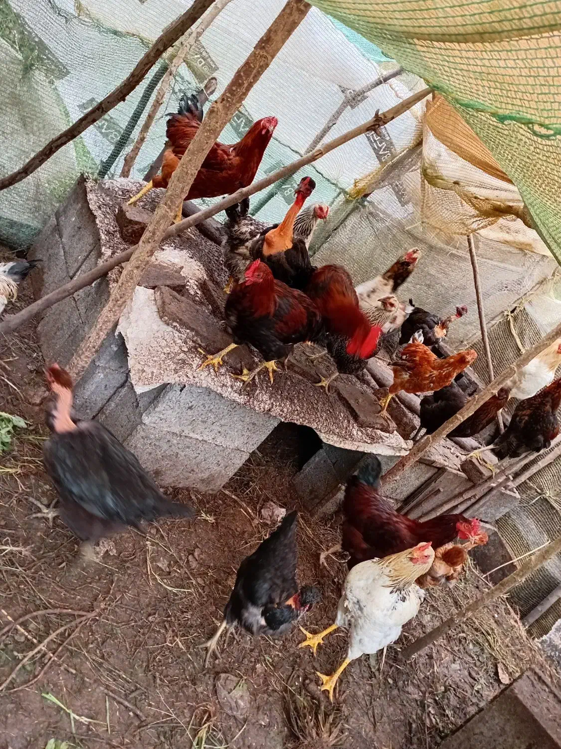 اردک و مرغ محلی،همه دورگ گوشتی|حیوانات مزرعه|رشت, کوی عرفان|دیوار