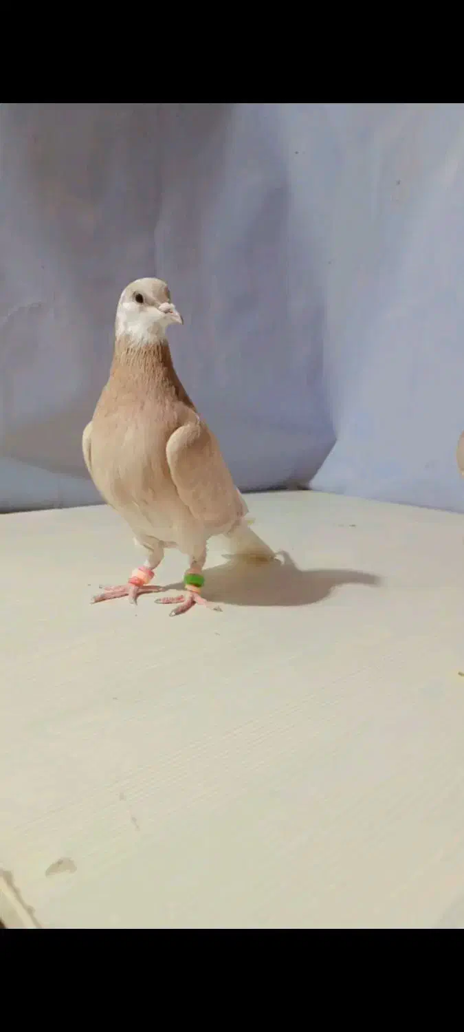 چندتا کبوتر مقبول پرشی و جفتگاه|پرنده|خلیل آباد, |دیوار