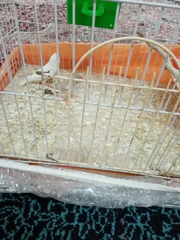 فنچ|پرنده|نیشابور, شهید بهشتی|دیوار