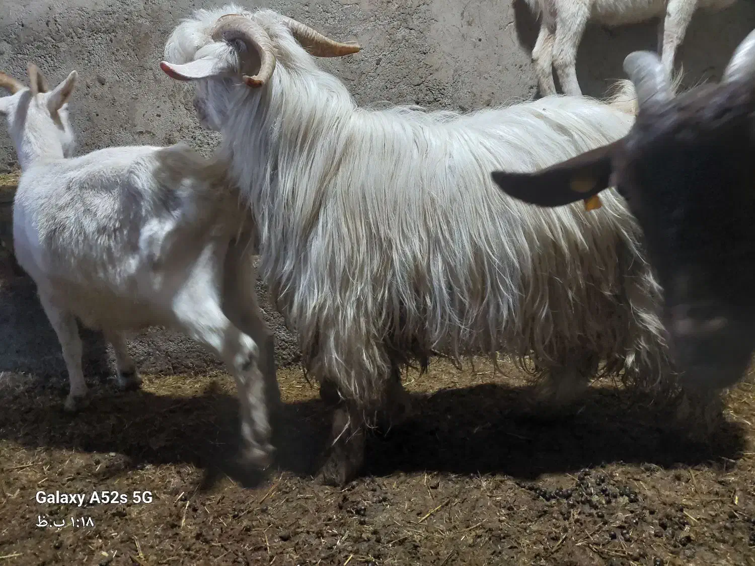 بز نر|حیوانات مزرعه|خنداب, |دیوار