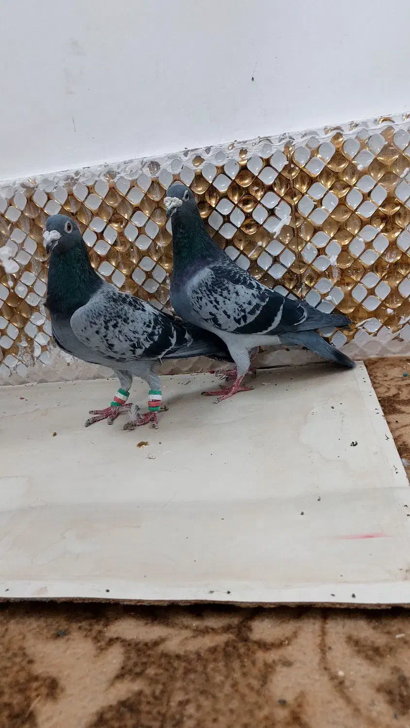 کفتر|پرنده|مشهد, انصار|دیوار