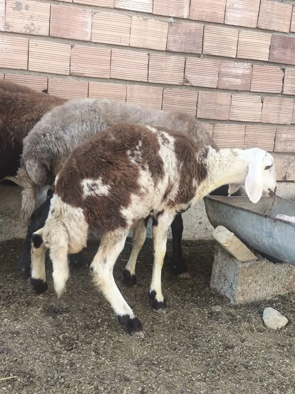 5عدد شیشک قوچ خورده اصل جنس بروجرد|حیوانات مزرعه|سیمین شهر, |دیوار