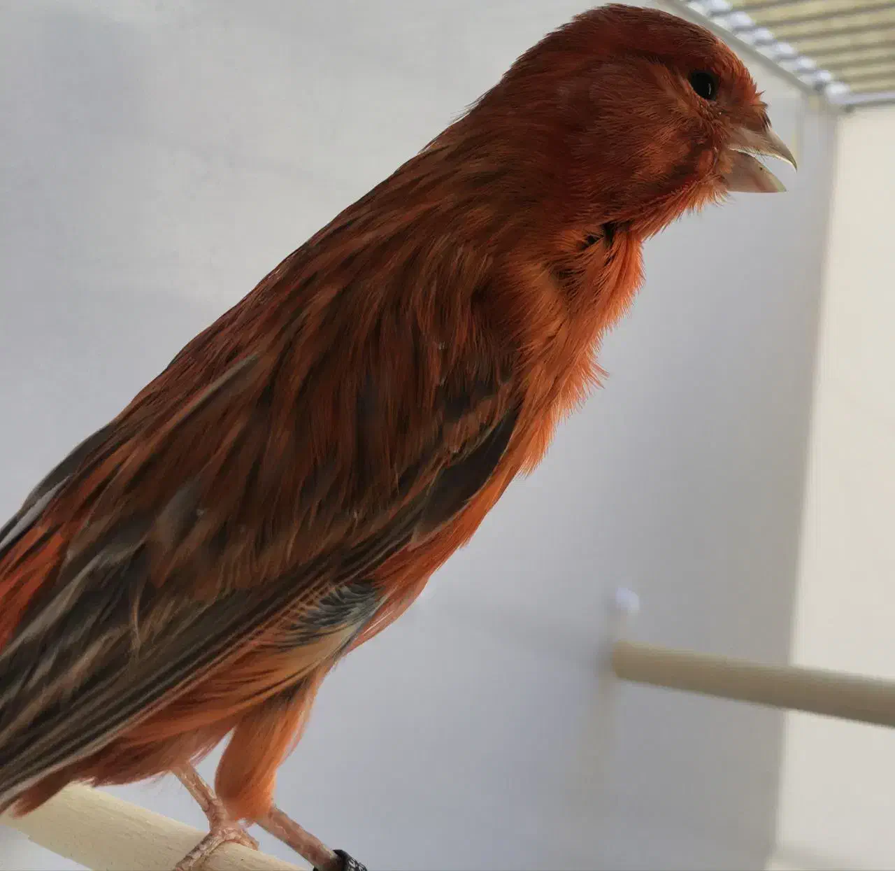 قناری|پرنده|بیجار, |دیوار