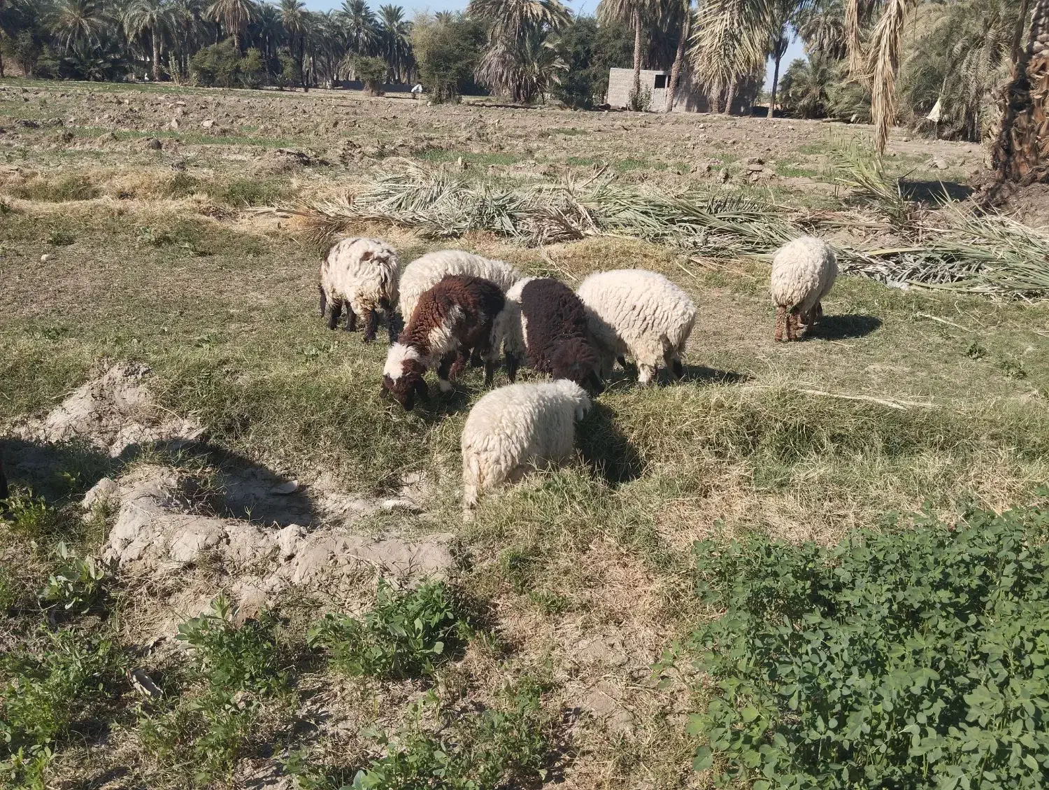 ۸ تا میش ماده چاق مالداری دو قلوزا یکی نر|حیوانات مزرعه|ایرانشهر, |دیوار