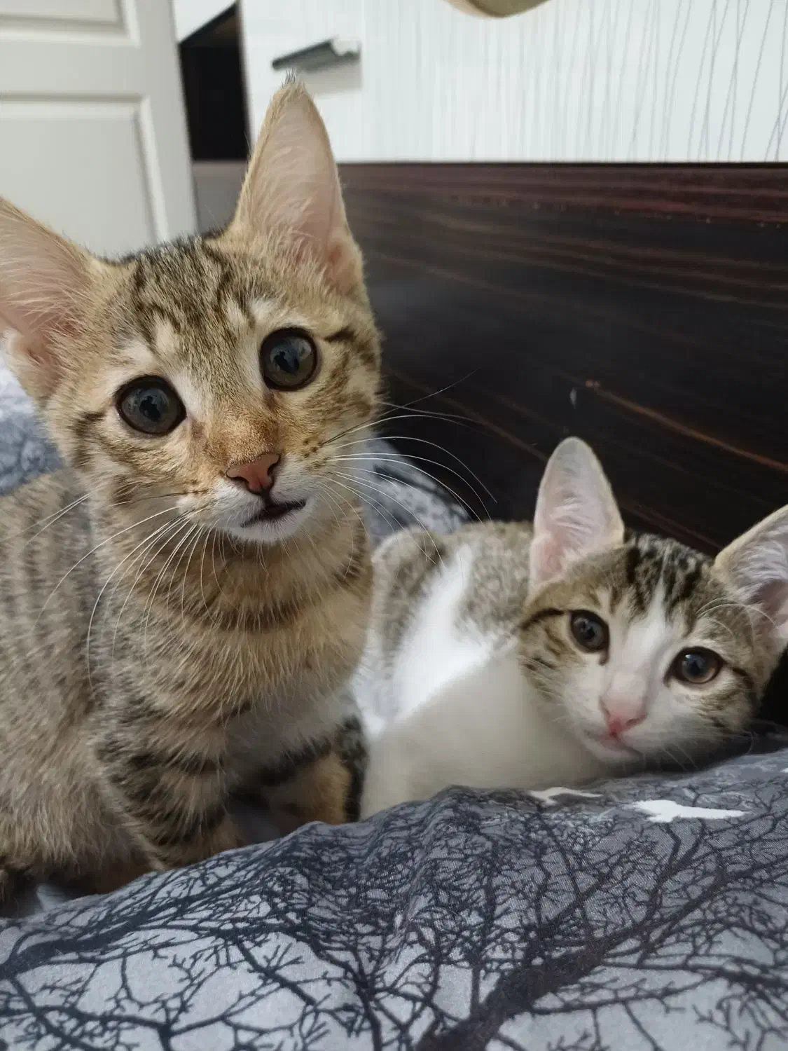 واگذاری رایگان بچه گربه|گربه|ری, جوانمرد قصاب|دیوار