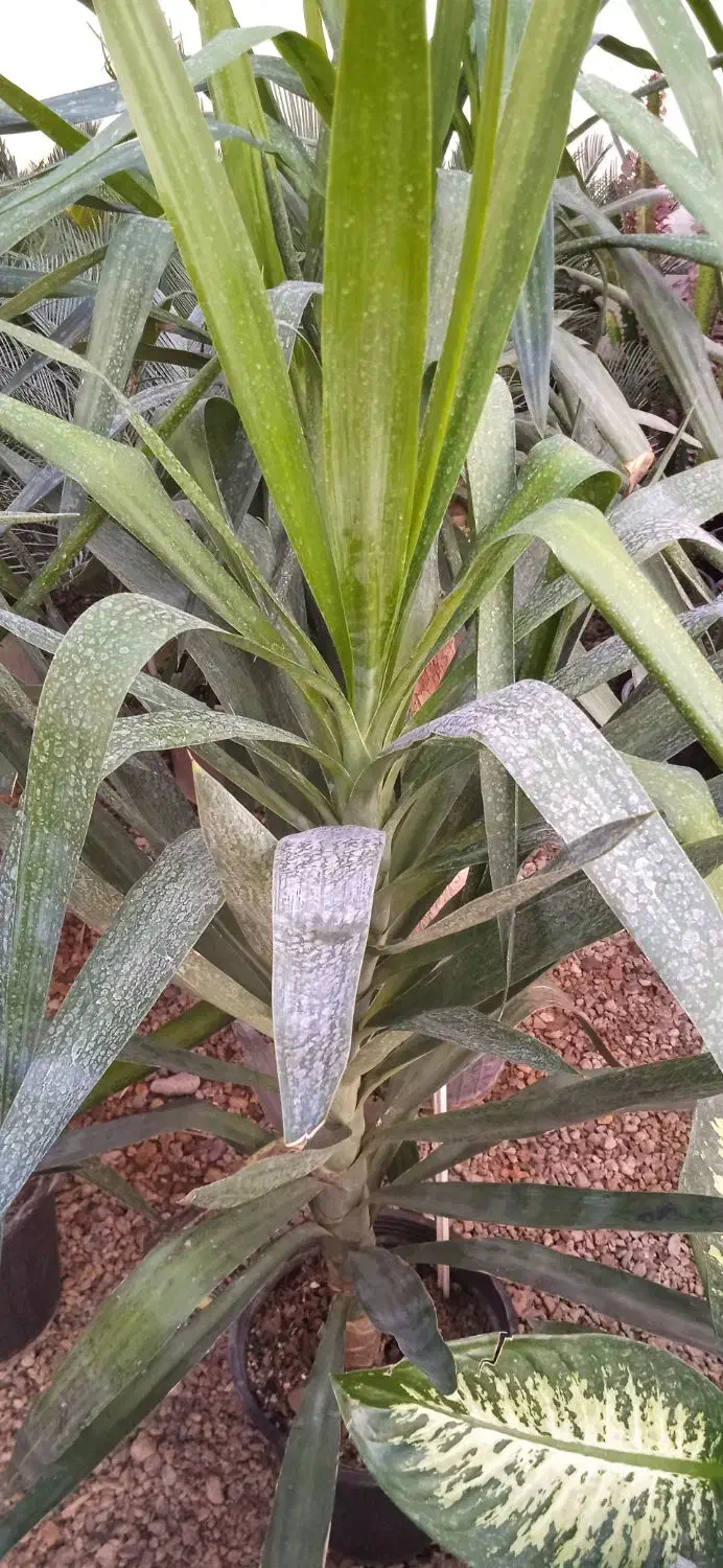 گل کالا|کنسول، بازی ویدئویی و آنلاین|بروجرد, |دیوار