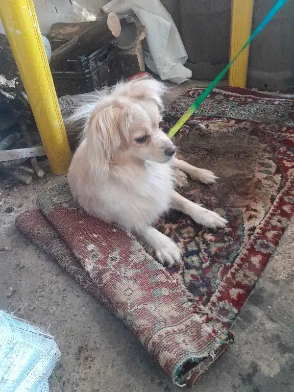 سگ خانگی|سگ|آستانه اشرفیه, |دیوار