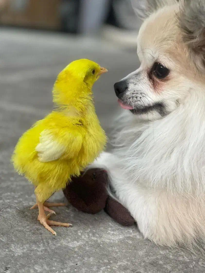 واگذاری سگ پامرین|سگ|تهران, مشیریه|دیوار