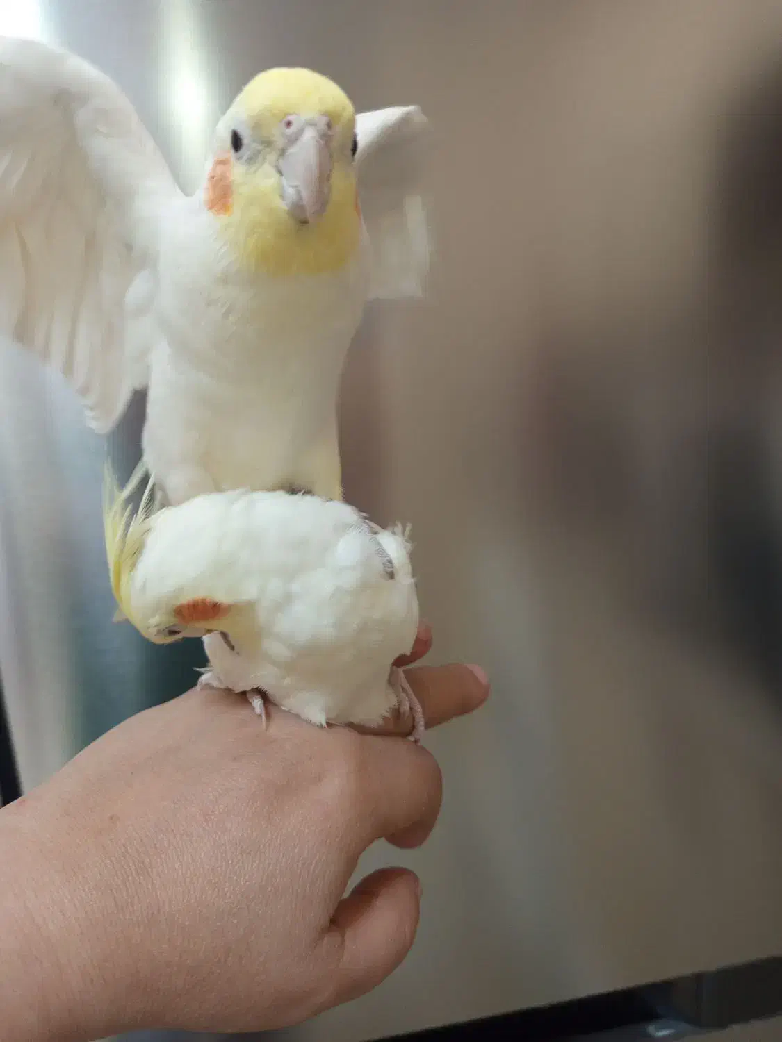 عروس هلندی نروماده سفید فنج|پرنده|اردبیل, |دیوار