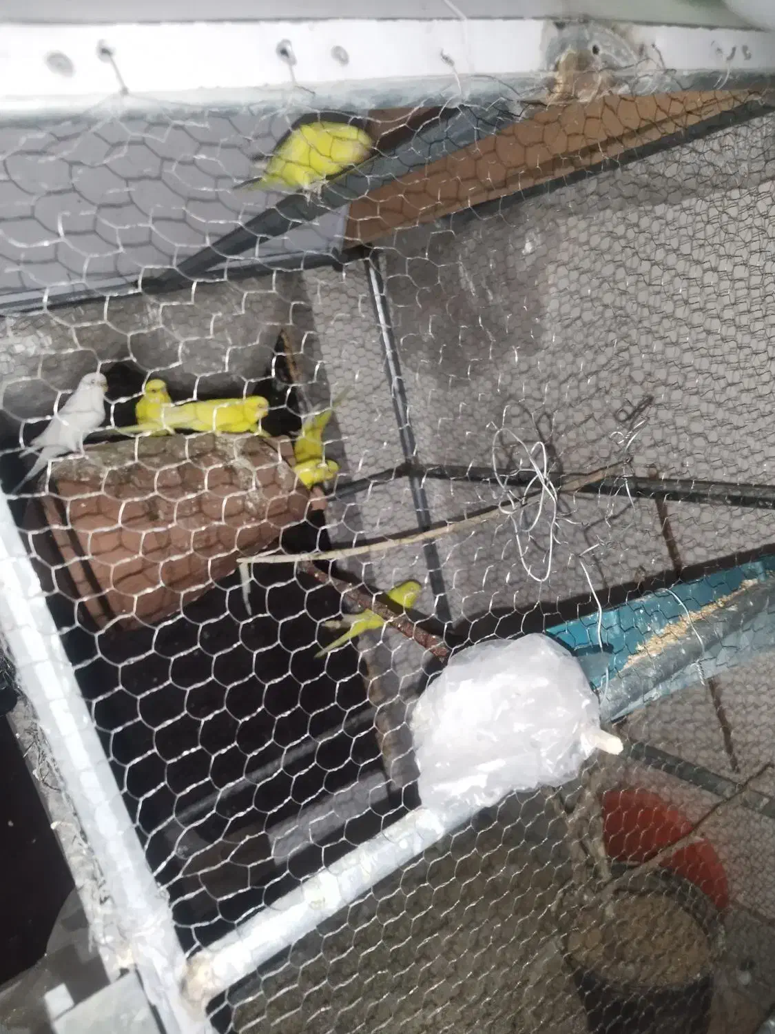 مرغ عشق|پرنده|سیرجان, |دیوار