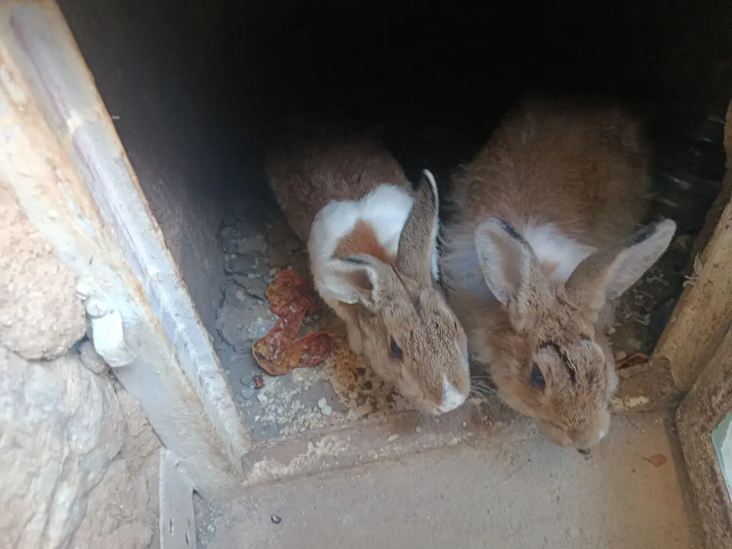 دو عدد خرگوش|موش و خرگوش|سنندج, |دیوار